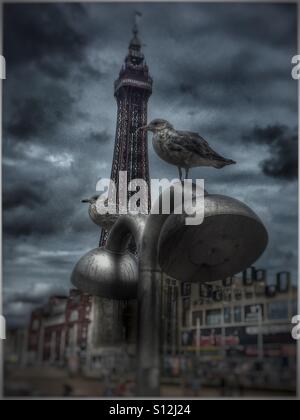 Baby Möwen entspannen Sie sich auf Blackpool Abschlussball, setzte sich auf stilvolle moderne Strand Duschköpfe Stockfoto