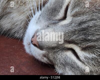 Nahaufnahme einer schlafen grau Tabby Katze im freien Stockfoto