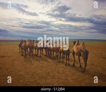 Roaming-Herde von Kamelen in Mongolei Wüste Gobi Stockfoto