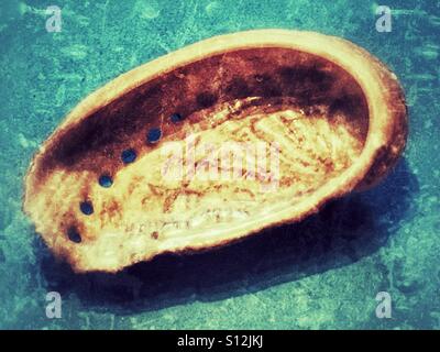 Abalone, ein marine Gastropode Molluske Stockfoto