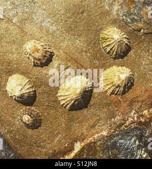 Sechs Napfschnecken klammerte sich an einem Felsen. Stockfoto