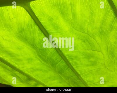 Hinterleuchtete Elefanten Ohr Blatt, hautnah in einem Garten in Ponte Vedra Beach, Florida, USA. Stockfoto