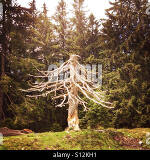 Einen toten weißen Baum in das Hochmoor auf die Hoerner Gruppe Bergkette in der Allgäuer Alpen, Oberallgäu, Deutschland Stockfoto