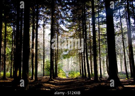 Ein Foto im Wald bei Bacton Woods in Norfolk. Stockfoto