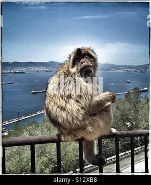 Berberaffe Affen auf Geländer oben auf dem Felsen von Gibraltar Stockfoto