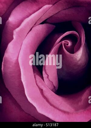 Tief rosa rose Stockfoto