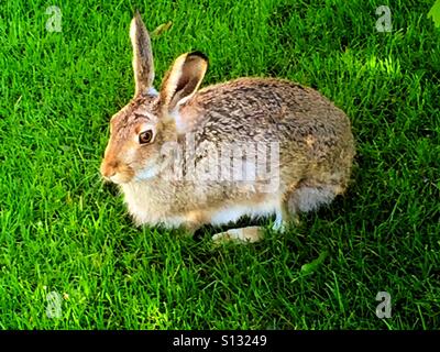 Kaninchen Sie auf dem Rasen Stockfoto