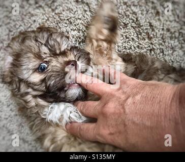 Welpen beißen Stockfoto