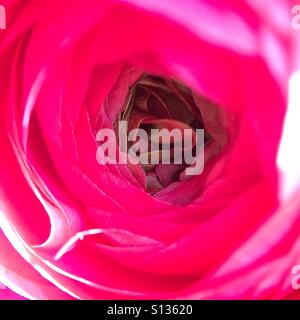 Pink Rose - Nahaufnahme Stockfoto