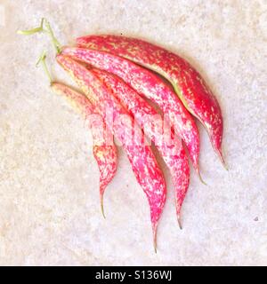 Homegrown Borlotti-Bohnen auch Romano oder Cranberry Bohnen genannt. Stockfoto