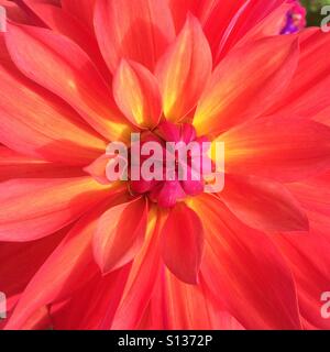 Dahlie - Nahaufnahme Stockfoto