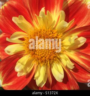 Blume, Nahaufnahme Stockfoto