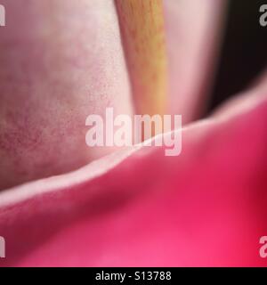 Lily Blütenblatt - Makro-detail Stockfoto