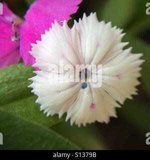 Weiße Blume - Nahaufnahme Stockfoto