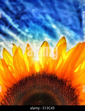 Detail der Sonnenblume mit Sonne spähen zwischen Blüten vor blauem Himmel Stockfoto