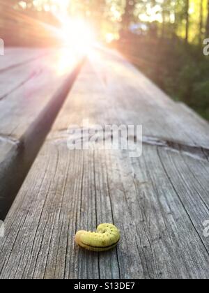 Eine Raupe liegt auf einem hölzernen Picknicktisch bei Sonnenuntergang hinter gewellt. Stockfoto