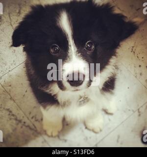 Border Collie Welpen Hund Stockfoto