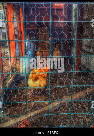 Hühner im Huhn Coupé Stockfoto