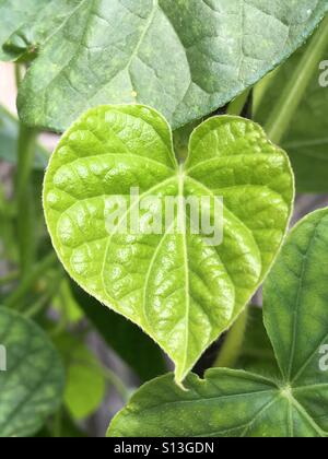 Morning Glory Heart-shaped Leaf Stockfoto