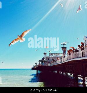 Brighton Pier und Möwen Stockfoto