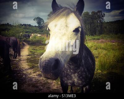 Ein wildes Pferd am Holt Country Park in Norfolk Stockfoto