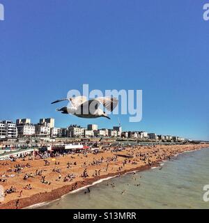 Brighton Seafront und Möwe Stockfoto