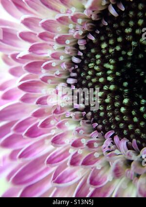 Makro von einem rosa und weißen Gerber Daisy Stockfoto
