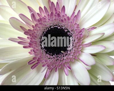 Nahaufnahme von einem rosa und weißen Gerbera Daisy Stockfoto