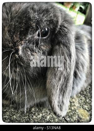 Mini lop eared rabbit Stockfoto