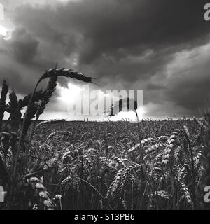 Weizenfeld gegen Gewitterhimmel in Großbritannien Stockfoto