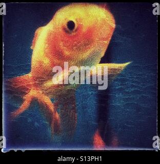 Goldfische Schwimmen im Aquarium mit Grunge-film Stockfoto