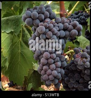 Carignan Trauben reifen an der Rebe, Katalonien, Spanien. Stockfoto