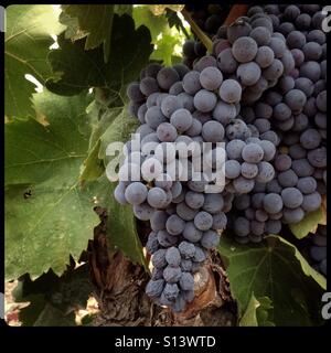 Carignan Trauben reifen an der Rebe, Katalonien, Spanien. Stockfoto