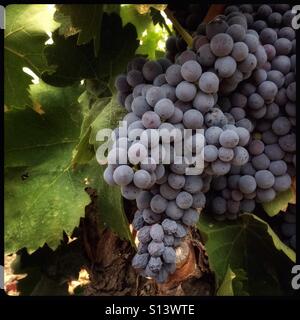 Carignan Trauben reifen an der Rebe, Katalonien, Spanien. Stockfoto
