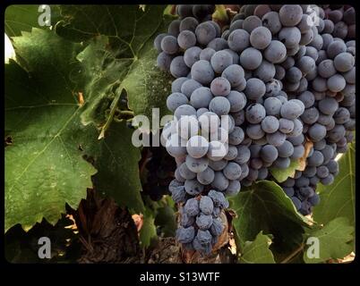 Carignan Trauben reifen an der Rebe, Katalonien, Spanien. Stockfoto