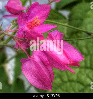 Honolulu-Rebe, Blumen Stockfoto