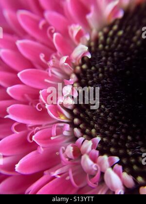 Nahaufnahme von einem rosa Gerbera Daisy Stockfoto
