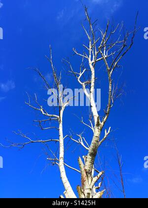 Blattlosen Birke vor blauem Himmel Stockfoto