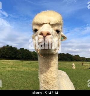 Alpakas in einem Feld Stockfoto