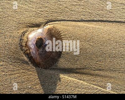 Eine tote Quallen am Ufer. Stockfoto