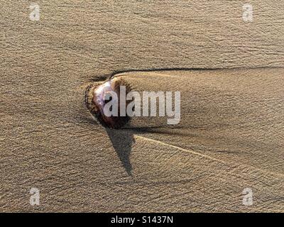 Tote Quallen Sand bedeckt. Stockfoto