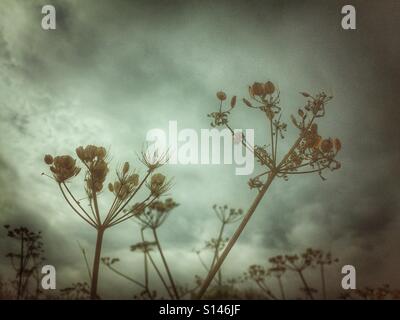 Herbst Samenköpfe gegen einen stürmischen Himmel. Stockfoto