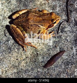 Frosch Jagd eine Nacktschnecke, Hampshire, England, Vereinigtes Königreich. Stockfoto