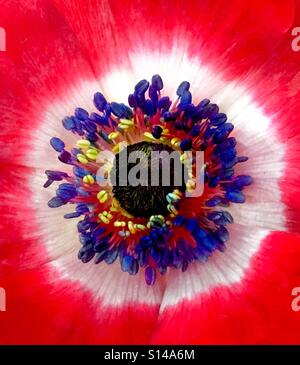 Anemone Blumen Extreme Nahaufnahme Stockfoto