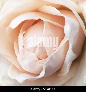 Romantische Pfirsich rose Stockfoto