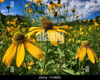 Gelbe Wildblumen in Wisconsin Stockfoto