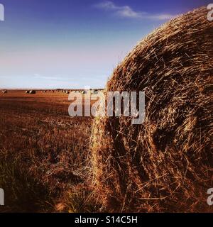 Große Runde Heuballen in einem Feld. Stockfoto