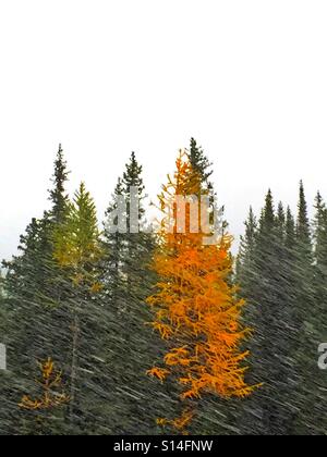 Herbstliche Lärchen und frühen Schnee in das Hochland Stockfoto