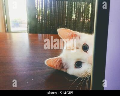 Eine Kätzchen mit schönen mandelförmigen Augen späht um die Seite eines Laptops. Stockfoto