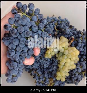 Ein paar goldene Parellada Trauben mitmachen das dunkle Blau des die Mourvèdre eine Feld-Mischung, Katalonien, Spanien. Stockfoto